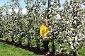 MG Bloesemrit op 24-4-2016 org. Jos&Marie-lou  (206)